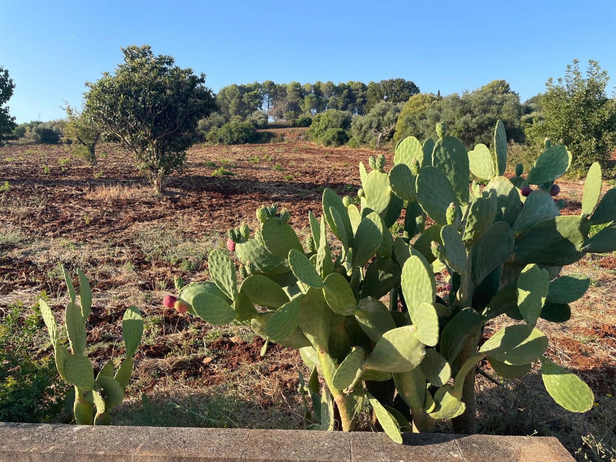 Trulli Del Sole Villa Martina Franca Eksteriør bilde