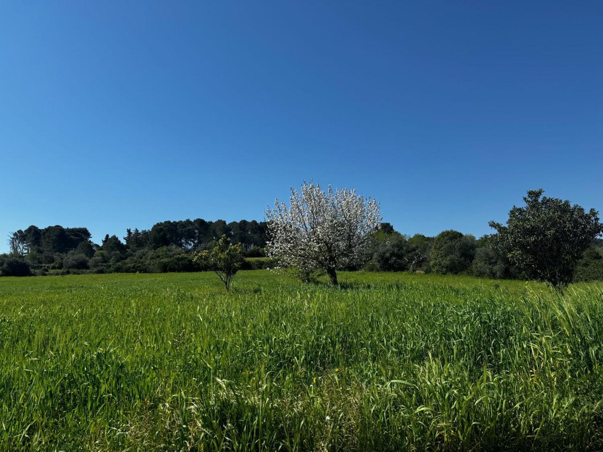 Trulli Del Sole Villa Martina Franca Eksteriør bilde