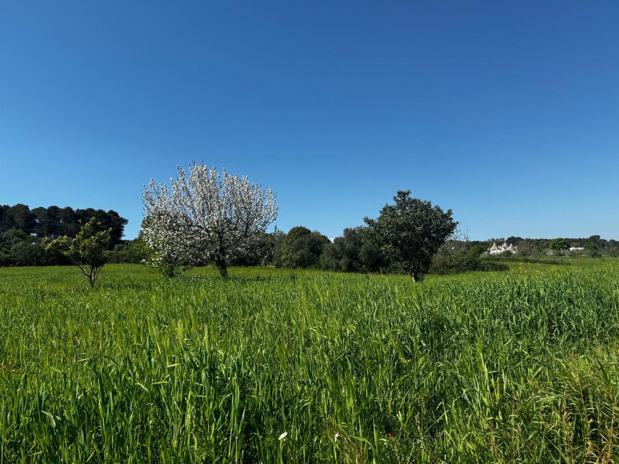 Trulli Del Sole Villa Martina Franca Eksteriør bilde