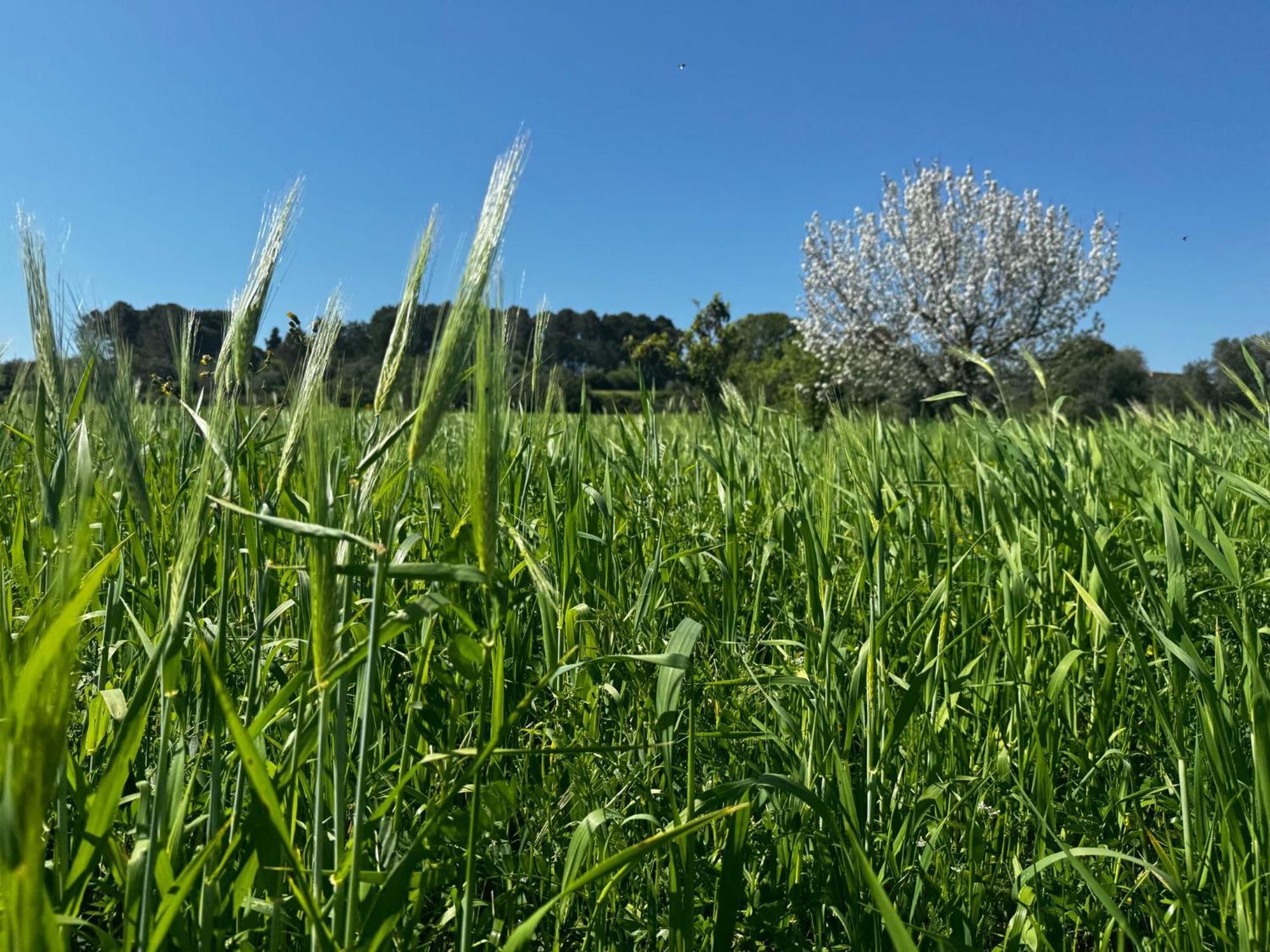 Trulli Del Sole Villa Martina Franca Eksteriør bilde