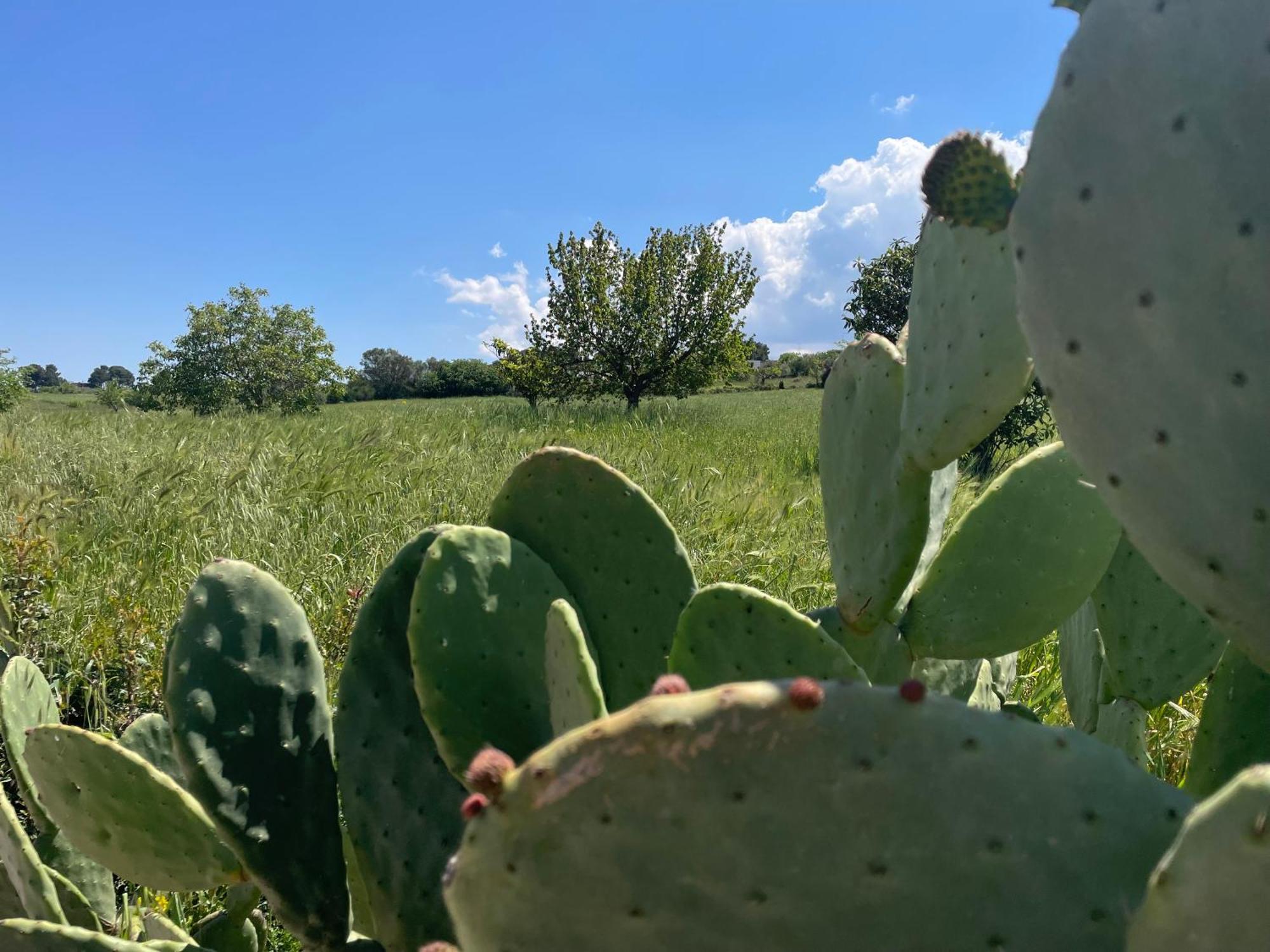 Trulli Del Sole Villa Martina Franca Eksteriør bilde